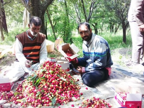 Traditionally, the delicate cartons of cherry are shipped to Delhi, Mumbai, Chennai, Bangalore and other major cities via air cargo and also by rail and road transport. However, as markets in all big cities have been hit by the pandemic, it has caused immense inconvenience to Kashmiri cherry farmers.