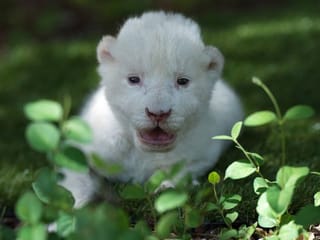 In Spain, the white lion cub whose mum didn't want him