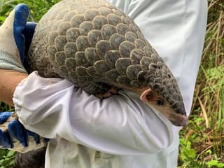 COVID-19: Chinese conservationists battle to save pangolins from poachers