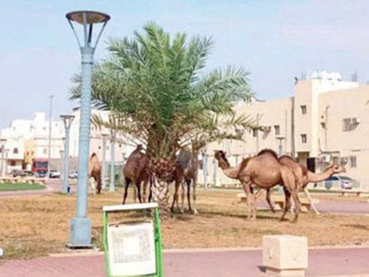 Saudi camels