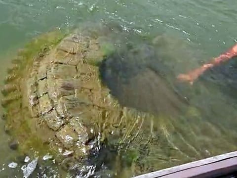 A 500-year-old temple submerged in river Mahanadi has resurfaced in Nayagarh district, in Bhubaneswar on Tuesday.