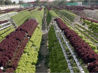 After rice, the UAE now plans to grow its own coffee and wheat