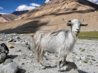 Photos: India-China Himalayan standoff deadly for cashmere herds