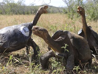 In pictures: Galapagos tortoises head home after decades in captivity