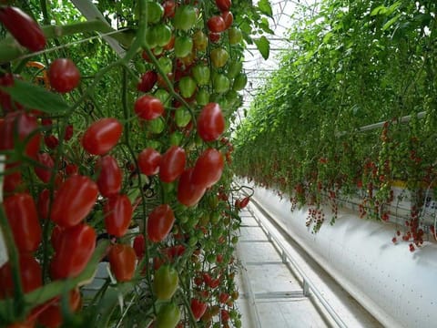 The Al Dahra BayWa Greenhouse in Al Ain.