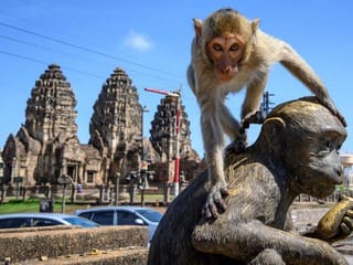 Thailand's monkey town launches sterilisation campaign