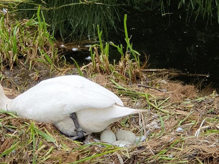 Swan