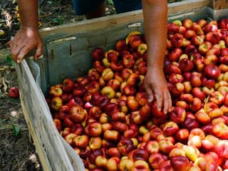 Fruit pickers sweat as coronavirus flares in northern Spain