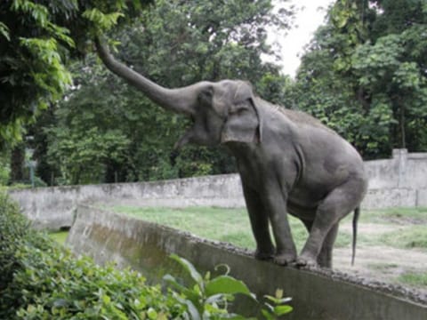 An Indian elephant. Picture for illustrative purposes only.