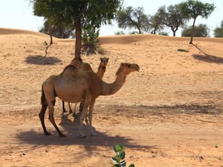 Photos: Gulf News readers share pictures of Fujairah deserts, Ras Al Khaimah mountains and wadis in the UAE