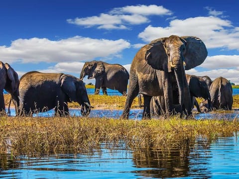 Hundreds of elephants have died mysteriously in Botswana over the past few months.