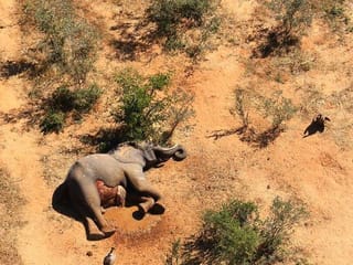Photos: The mysterious deaths of Botswana elephants