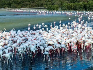 Photos: Gulf News readers share pictures of beautiful flowers, flamingos, peacocks and other birds in the UAE