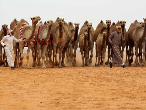  Saudi camels. For illustrative purposes only.