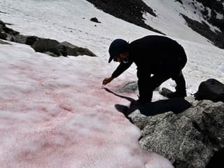 Pink ice in Italy's Alps sparks algae probe