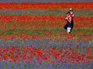 Italy: The blooming lentil fields of Castelluccio