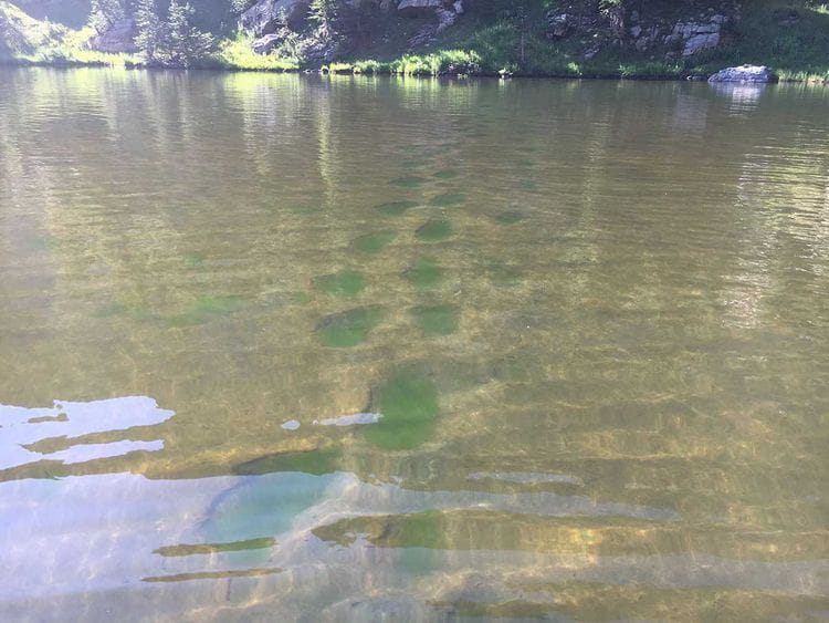 20200807 algae