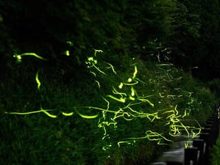 With festival cancelled by COVID-19, Japan fireflies dance alone