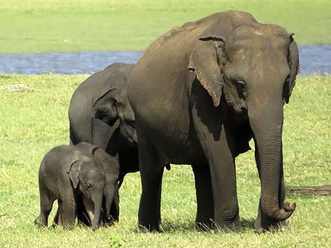 A pair of baby elephants with their mother at the Minneriya National Park, north-east of Colombo. 