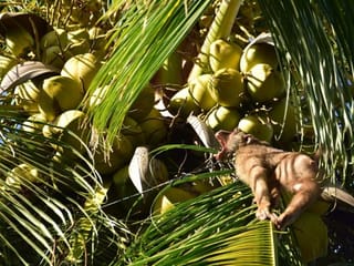 Thailand denies monkeys abused to harvest coconut products