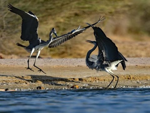 A tale of two herons