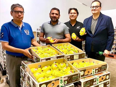 Pakistan has started exporting mangoes to Japan in a major relief for mango growers in the country.