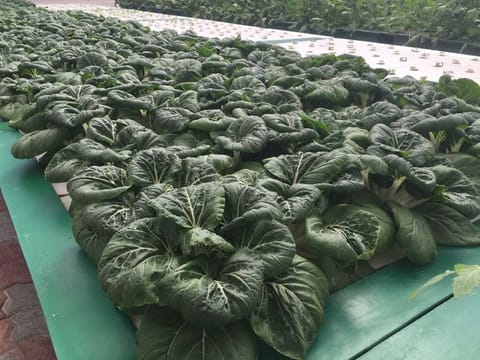 While aquaponics has gained traction in recent times, it is in fact a very ancient farming technique. 