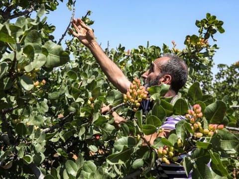 Photos: Syria pistachio farmers return to orchards after years of war
