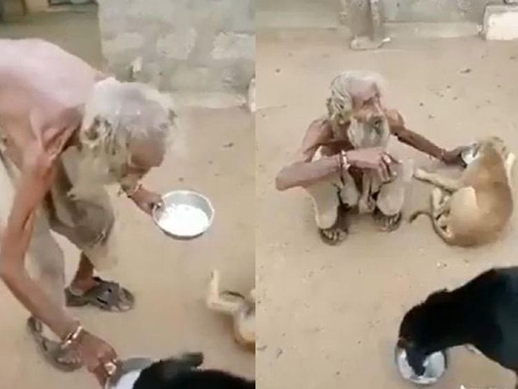 Elderly beggar helps dogs