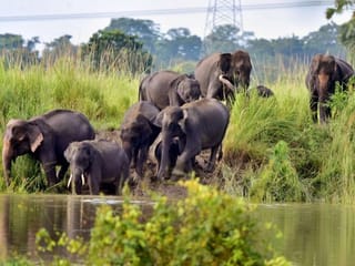 Assam floods: 96 animals die at Kaziranga National Park