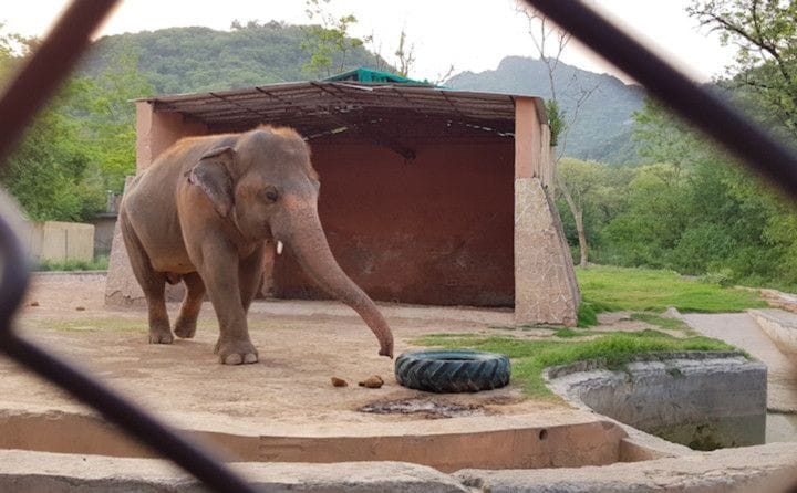 WPK 200719 Kaavan the elephant at Islamabad Zoo-1595147101816