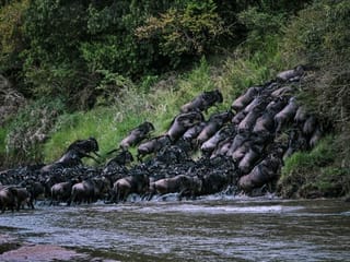 Photos: Annual wildebeest migration begins in Africa