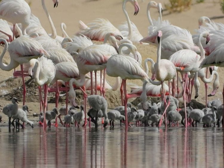 NAT 200722 Flamingos144-1595415754857