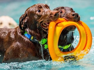 In Pictures: Fun time for dogs at Aqua Pawk in Dubai