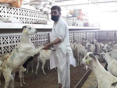 Prices of sacrificial animals have gone up in Abu Dhabi ahead of Eid Al Adha. Import of animals has led to price rise, say traders, even as COVID-19 has impacted livestock supply from India, Pakistan by ship.