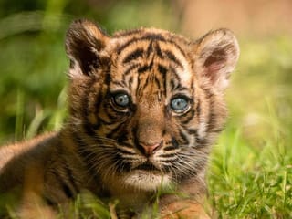 Photos: Sumatran tiger cub born in Polish zoo