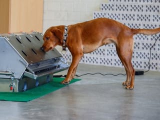 Photos: German army trains dogs to detect COVID-19 infection