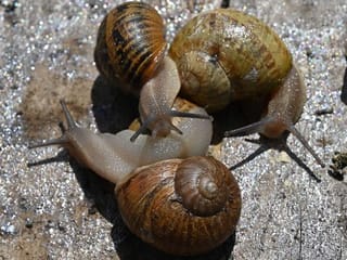 Ukraine's snail farmers fear collapse over EU lockdowns