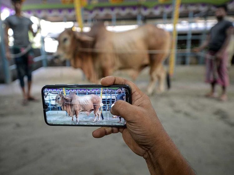 Cattle vendor online Dhaka