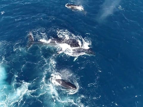 A school of orcas is seen chasing humpback whales off the coast of Ningaloo, Western Australia, Australia July 24, 2020 in this screen grab obtained from a social media video. 
