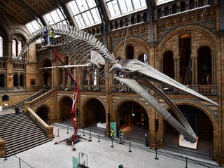 Dusting off the past: London's Natural History Museum prepares to re-open 