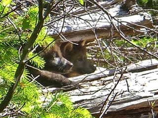 Look: Elusive animals caught on remote cameras