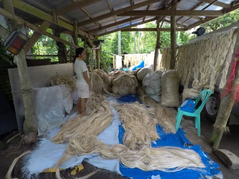 Abaca fiber grading. A preliminary study by the Philippine Department of Science and Technology showed abaca paper to be more water resistant than a commercial N-95 mask, and to have pore sizes within the U.S. Centers for Disease Control and Prevention’s recommended range to filter hazardous particles.