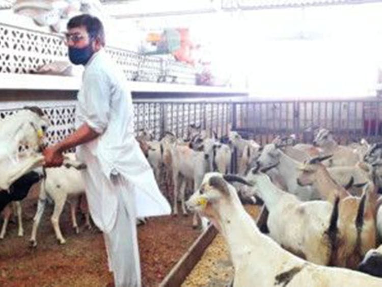 The need to minimise social contact has taken Eid sacrifices online