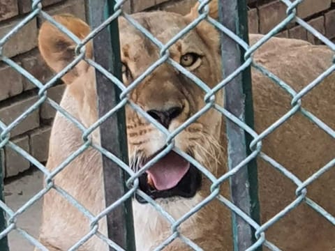 Two Islamabad zoo lions have died while being transferred to a permanent home.