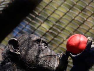 Financially struggling zoos could be latest COVID-19 pandemic victims