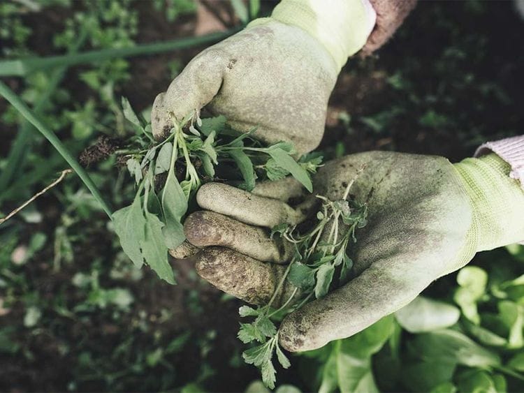 20200805 farm hands