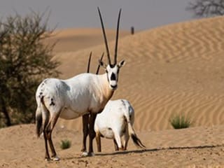 Photos: Gulf News reader shares pictures of Arabian Oryx and Gazelles in Al Qudra desert in Dubai