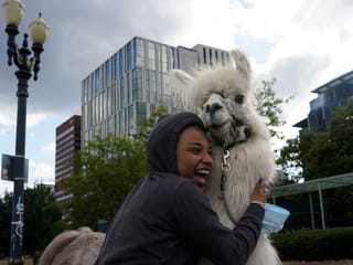 Photos: 'No Drama Llama' calms tensions at US protests