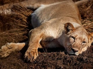 Photos: Local tours bring some relief to South Africa safari industry